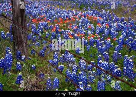 Bluebonnets e Paintbush indiano in Texas Hill Country, Texas Foto Stock