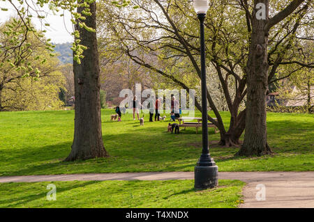 Un gruppo di escursionisti del cane con i loro cani si incontrano in un giorno di primavera nel parco del Mellon di Pittsburgh, in Pennsylvania, STATI UNITI D'AMERICA Foto Stock