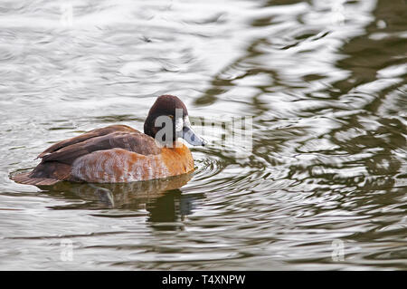 Femmina Scaup minore (Aythya affinis) paddling in acque torbide. Foto Stock