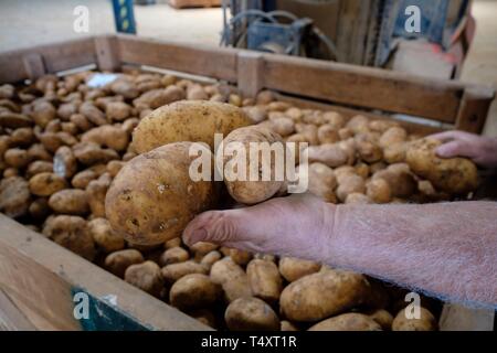 Produccion de patatas, Viuda de Antonio Serra, Sa Pobla, Maiorca, isole Baleari, Spagna. Foto Stock