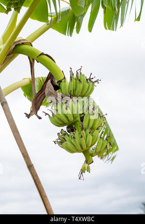 Materie banane appeso sulla levetta ad albero Foto Stock