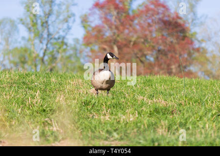 Un oca Canadese (Branta canadensis) sembra di stare a distanza con la bocca piena di erba Foto Stock