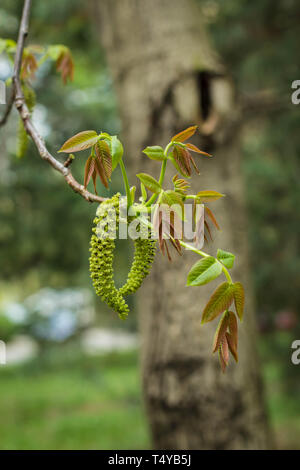 Infiorescenza dell'inglese noce - Juglans regia (fiori maschili) Foto Stock