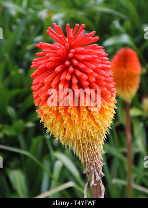 Fuochi d' artificio fiore nell isola di Waiheke Foto Stock