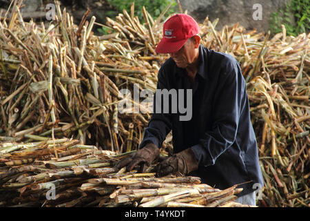 Merida, Venezuela - Aprile 8, 2017: Sconosciuto lavoratore ordinare i pezzi di canna da zucchero per ulteriore elaborazione nel suo posto di lavoro di questa mattina. Foto Stock