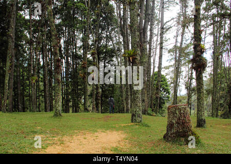 Merida, Venezuela - Agosto 14, 2017: uomo a camminare nei boschi in La Mucuy foresta. Foto Stock