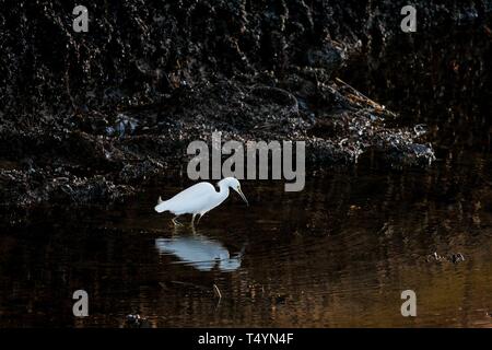 Snowy Garzetta in Ballona Creek Foto Stock