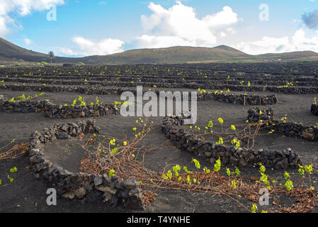 Te vigneti di La Geria, nella provincia Uga sull'isola di Lanzarote. Le uve vengono coltivate in nero di sabbia vulcanica e protetti da ai muretti a secco Foto Stock