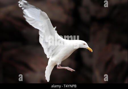 Seagull sul fiume exploit, Grand Falls, Terranova Foto Stock