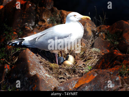 Seagull sul fiume exploit, Terranova Foto Stock