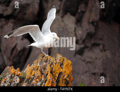 Seagull sul fiume exploit, Terranova Foto Stock