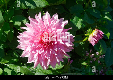 Rosa, dahlia fiore coltivate, Bud, foglie verdi, Claude Monet; Giardino; Giverny Vernon; Francia; estate, orizzontale Foto Stock