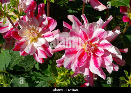 2 dalie, fiori coltivati, coral , bianco, foglie verdi, Claude Monet; Giardino; Giverny Vernon; Francia; estate, hor Foto Stock