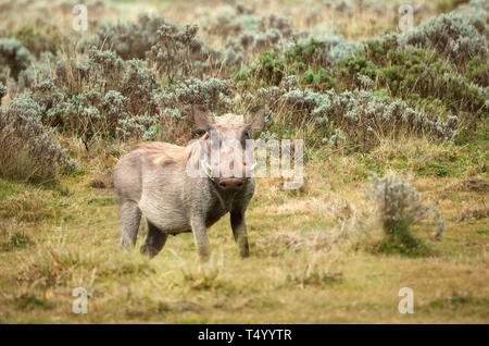 In prossimità di un comune Warthog in piedi nella prateria, Dinsho, Etiopia. Foto Stock