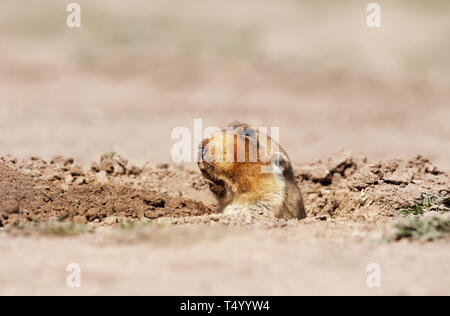 In prossimità di un grande capo-africana di mole-rat, montagne di balle, Etiopia. Foto Stock