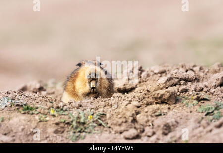 In prossimità di un grande capo-africana di mole-rat, montagne di balle, Etiopia. Foto Stock