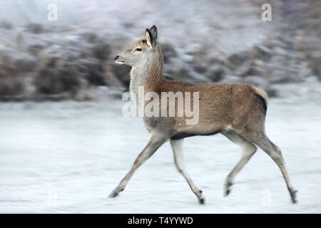 Close up di un cervo rosso hind acceso in inverno, UK. Foto Stock