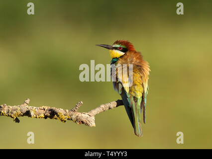 Close up della Comunità Gruccione (Merops apiaster) con piume soffiato appollaiate su un ramo, estate in Bulgaria. Foto Stock