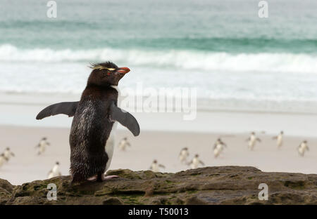 Chiusura del sud del pinguino saltaroccia (Eudyptes chrysocome) in piedi su una roccia e guardando a pinguini di ritorno dal mare, Isole Falkland. Foto Stock