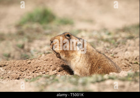 In prossimità di un grande capo-africana di mole-rat, montagne di balle, Etiopia. Foto Stock