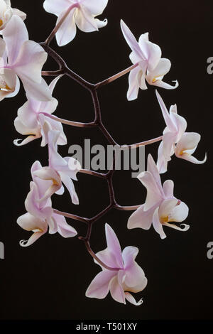 Piccole Orchidee Foto Stock