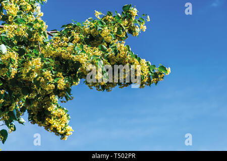 Rami di fioritura linden sul cielo azzurro sfondo. bellissimo paesaggio naturale in estate. Foto Stock