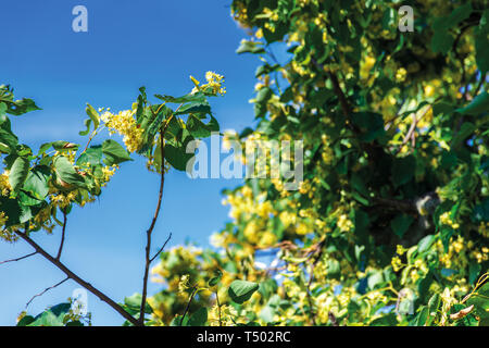 Rami di fioritura linden sul sfocata blue sky background. closeup con profondità di fielld. bellissima natura dettagli in estate. Foto Stock