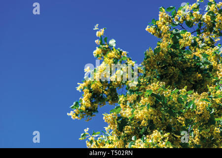 Rami di fioritura linden sul sfocata blue sky background. closeup con profondità di fielld. bellissima natura dettagli in estate. Foto Stock