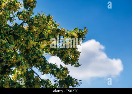 Rami di fioritura linden sul cielo azzurro sfondo con soffice nuvola. bellissimo paesaggio naturale in estate. Foto Stock