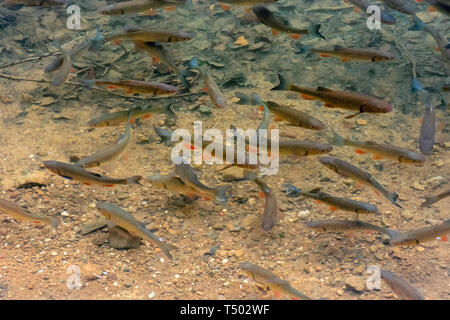 Trote sul fondo del lago. un sacco di pesci che nuotano liberamente in acqua chiara Foto Stock