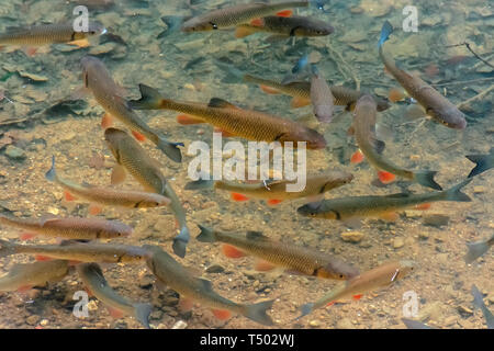 Trote sul fondo del lago. un sacco di pesci che nuotano liberamente in acqua chiara Foto Stock