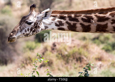 Una giraffa si allunga il collo sulla savana nel cratere di Ngorongoro in Tanzania Foto Stock