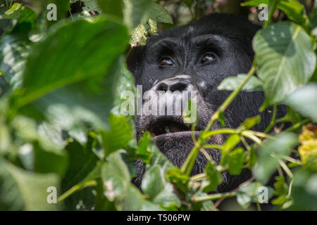 Un gorilla di Angelica Guarda heavenward nella impenatrable forrest di Uganda Foto Stock