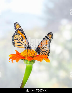 Una coppia di farfalle monarca alimentazione sulla stessa tithonia flower - Vista laterale su un dolce sottofondo Foto Stock