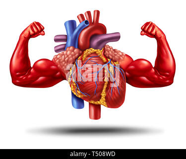 Sana forte il cuore umano come un centro fitness di cardiologia e simbolo di salute o potenti cardio esercizio come un organo anatomico con il muscolo bicipite. Foto Stock