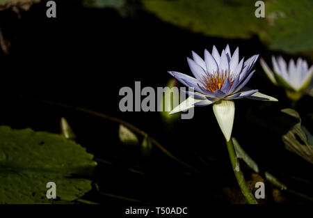 Sydney, Australia. Xix Apr, 2019. Ninfee fiori sono visti al Royal Botanic Garden a Sydney in Australia, 19 aprile 2019. Royal Botanic Garden è situato vicino al cuore di Sydney e vanta una bella vista del porto di Sydney, Sydney Opera House e il Sydney Harbour Bridge. Credito: Bai Xuefei/Xinhua/Alamy Live News Foto Stock