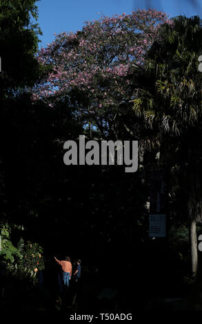 Sydney, Australia. Xix Apr, 2019. La gente visita Royal Botanic Garden a Sydney in Australia, 19 aprile 2019. Royal Botanic Garden è situato vicino al cuore di Sydney e vanta una bella vista del porto di Sydney, Sydney Opera House e il Sydney Harbour Bridge. Credito: Bai Xuefei/Xinhua/Alamy Live News Foto Stock