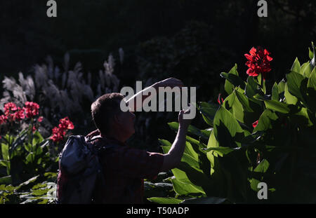 Sydney, Australia. Xix Apr, 2019. Un uomo visite Royal Botanic Garden a Sydney in Australia, 19 aprile 2019. Royal Botanic Garden è situato vicino al cuore di Sydney e vanta una bella vista del porto di Sydney, Sydney Opera House e il Sydney Harbour Bridge. Credito: Bai Xuefei/Xinhua/Alamy Live News Foto Stock