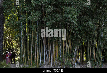 Sydney, Australia. Xix Apr, 2019. La gente visita Royal Botanic Garden a Sydney in Australia, 19 aprile 2019. Royal Botanic Garden è situato vicino al cuore di Sydney e vanta una bella vista del porto di Sydney, Sydney Opera House e il Sydney Harbour Bridge. Credito: Bai Xuefei/Xinhua/Alamy Live News Foto Stock