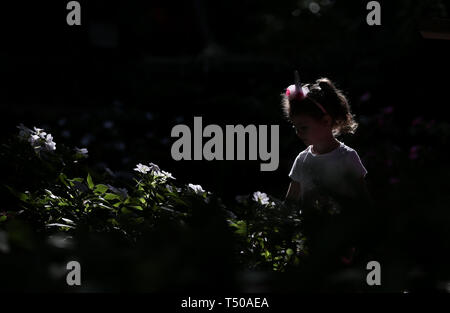 Sydney, Australia. Xix Apr, 2019. Una ragazza visite Royal Botanic Garden a Sydney in Australia, 19 aprile 2019. Royal Botanic Garden è situato vicino al cuore di Sydney e vanta una bella vista del porto di Sydney, Sydney Opera House e il Sydney Harbour Bridge. Credito: Bai Xuefei/Xinhua/Alamy Live News Foto Stock