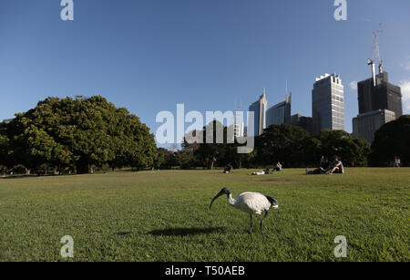 Sydney, Australia. Xix Apr, 2019. Un ibis è visto al Royal Botanic Garden a Sydney in Australia, 19 aprile 2019. Royal Botanic Garden è situato vicino al cuore di Sydney e vanta una bella vista del porto di Sydney, Sydney Opera House e il Sydney Harbour Bridge. Credito: Bai Xuefei/Xinhua/Alamy Live News Foto Stock