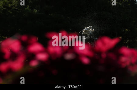 Sydney, Australia. Xix Apr, 2019. Un ibis è visto al Royal Botanic Garden a Sydney in Australia, 19 aprile 2019. Royal Botanic Garden è situato vicino al cuore di Sydney e vanta una bella vista del porto di Sydney, Sydney Opera House e il Sydney Harbour Bridge. Credito: Bai Xuefei/Xinhua/Alamy Live News Foto Stock