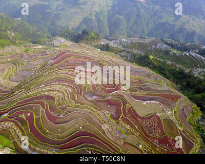 Congjiang, Congjiang, Cina. Xix Apr, 2019. Congjiang, CINA-contadini sono occupati con molla allevamento a campi terrazzati in Congjiang, Guizhou. Credito: SIPA Asia/ZUMA filo/Alamy Live News Foto Stock