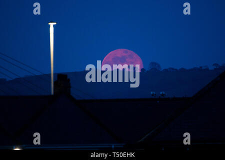Aberystwyth Wales UK, Venerdì Santo, 19 aprile 2019. Regno Unito: Meteo una spettacolare luna piena, noto come 'Luna Rosa' vita fino al suo nome come sorge sulla collina vicino a Aberystwyth sul Buon Venerdì sera dopo una giornata di caldo scorchingly sunshine Photo credit: Keith Morris/Alamy Live News Foto Stock