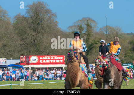 Hungerford, West Berkshire, Regno Unito. 19 apr 2019. Melbourne 10 Racing Camel Racing nella principale area emozionante la folla con AP McCoy (Sir Anthony Peter McCoy OBE, comunemente noto come AP McCoy ) ex campione horse racing jockey tenendo il piombo e sul vincere la gara più famosa corsa di cavalli trainer Jamie Osborne e Nico de Boinville racing jockey che compete nella legislazione nazionale in materia di caccia racing. Foto Stock