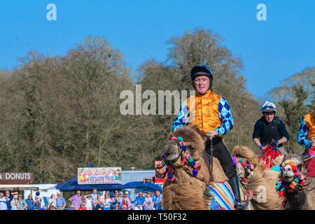 Hungerford, West Berkshire, Regno Unito. 19 apr 2019. Melbourne 10 Racing Camel Racing nella principale area emozionante la folla con AP McCoy (Sir Anthony Peter McCoy OBE, comunemente noto come AP McCoy ) ex campione horse racing jockey tenendo il piombo e sul vincere la gara più famosa corsa di cavalli trainer Jamie Osborne e Nico de Boinville racing jockey che compete nella legislazione nazionale in materia di caccia racing. Foto Stock