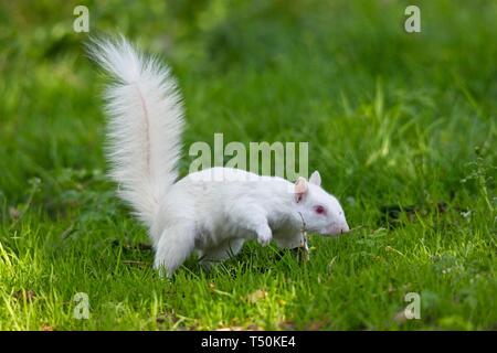 Questo raro scoiattolo grigio albino è stato avvistato in un parco a Eastbourne questa mattina, apparentemente godendo il bel tempo mentre nibbling su rami di albero. Gli albini veri mancano di pigmentazione con conseguente occhi rosa e pelliccia bianca e avranno spesso una durata più breve rispetto agli scoiattoli normali. Foto Stock