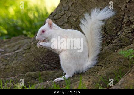 Questo raro scoiattolo grigio albino è stato avvistato in un parco a Eastbourne questa mattina, apparentemente godendo il bel tempo mentre nibbling su rami di albero. Gli albini veri mancano di pigmentazione con conseguente occhi rosa e pelliccia bianca e avranno spesso una durata più breve rispetto agli scoiattoli normali. Foto Stock
