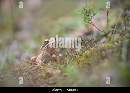 Rana agile, Rana dalmatina,la molla in Kresna Foto Stock