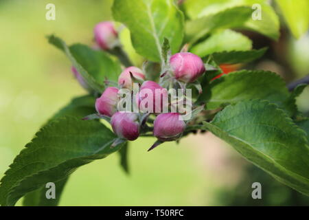 Pink apple blossom Foto Stock